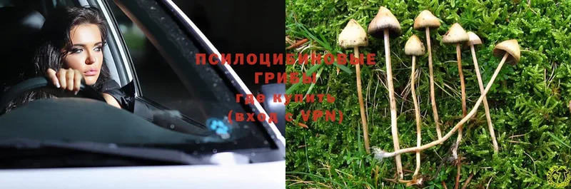 Псилоцибиновые грибы Psilocybe Никольск